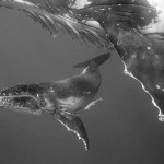Johanna Björk: 100515: Whales