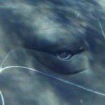 Johanna Björk: 100515: Whales