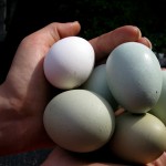Johanna Björk: 100519: Green Eggs