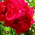 Johanna Björk: 100623: Roses